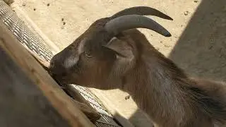 he was the goat