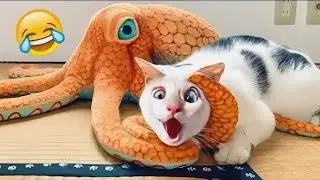 funny dog and cat competition 🤣 video #funny #trending #cat