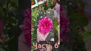 Ч.6 Обзор роз с названиями #огород #рекомендации #обзор #розы #саженцы #распаковка #капельныйполив
