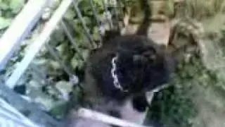 Charlye in crisi sul muretto