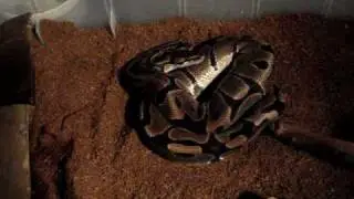 Snake Collection + Update