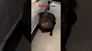Rottweiler in trouble 👀