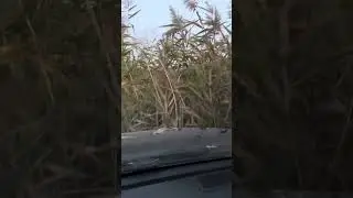 Лексус по камышам🤪