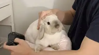 Sassy bunny show you how to cuddle