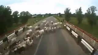 Дикая природа Страшное ДТП со стадом коз! Бедные козы