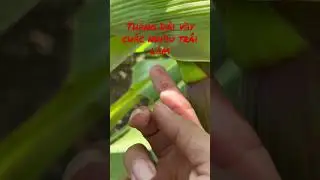 Nhà quê cần gì trồng nấy - Chuối lùn ra bông khá dài chắc nhiều trái 