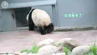 cub