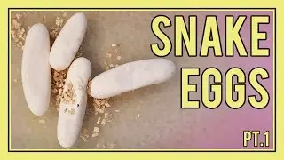 My Snake Accidentally Ended Up Gravid (Pregnant) with Eggs