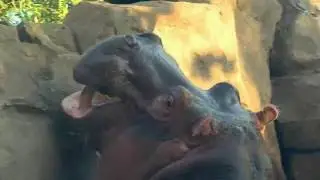 Hippos Get Whole Watermelon Treats - Cincinnati Zoo