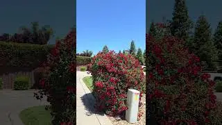 Утро. Оригинальный звук. Без фильтров.