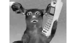 Singing Cats (Numa Cat) in B&W +12 Pitch Reversed