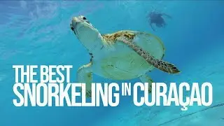 Snorkeling in Curaçao | Caribbean