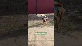 Пёсик потерялся((( бега #cat #pet #funnyanimal л один без хозяина