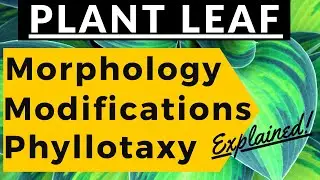 Plant Leaf Morphology Modifications Venations Functions Phyllotaxy | Morphology of Flowering Plants