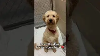 My Baby, My Baby - Make a Difference in a Dog's Life (Ramapo-Bergen Animal Refuge)