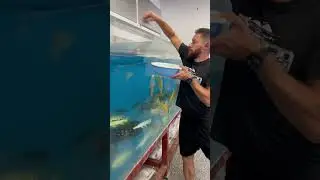 Feeding Monster Fish at Predatory Fins!