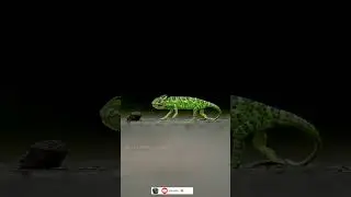 chameleon🦎
