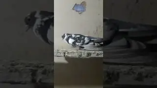Erzurum kumrusu pala recep