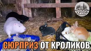 СЮРПРИЗ ОТ КРОЛИКОВ. КАК МЫ ОБНАРУЖИЛИ НОВОЕ ПОКОЛЕНИЕ КРОЛИКОВ НА ХУТОРЕ В ЛЕСУ.