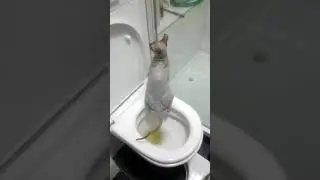 Donskoy naked cat on toilet pee