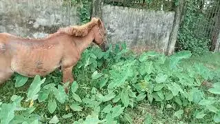 Horse standing