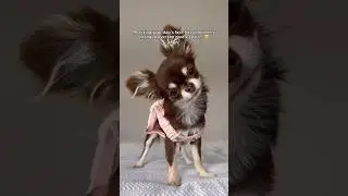 Chihuahua Puppy vs. Adult: Adorable Evolution 🥹❤️