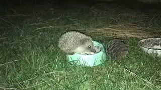 Hedgehog drinks milk, breathes air and threatens humanity