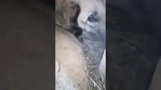 🤣🤣🤣 алабайки