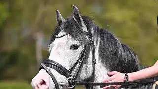 Jumping pony for sale