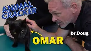 CAT FRACTURED HIS HIP 🐈‍⬛ RECOVERING WITH THE ANIMAL CRACKER 🐾