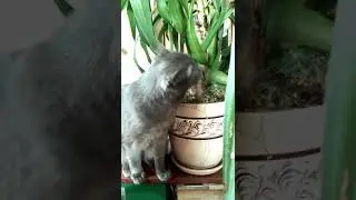 Кот Мышкин в джунглях..