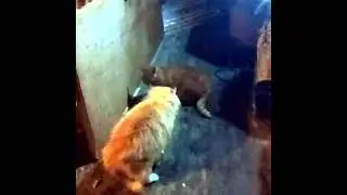 catsong
