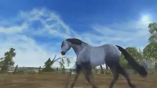 SSO - Buying the new Connemara horse!