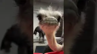 Ultimate wildlife Animal videos 