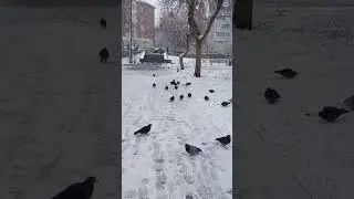 Beautiful View Of Birds In Snowfall..Love It.Прекрасный вид на птиц в снегопад..🐦 люблю его. #пермь