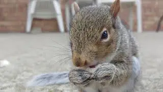 squirrel eating up close