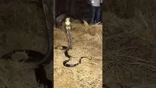 Giant King Cobra Snake 🐍🐍🐍