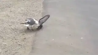 Чайка поймала голубя.  Жесть (A Seagull caught a pigeon  HARD)
