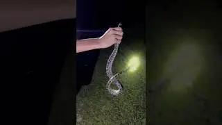 Looking for pythons in the Florida Everglades!!