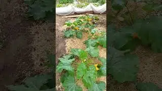 Кабачочки-кабачки))#nature #кабачок #овощи #красота