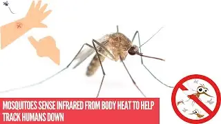 Mosquitoes sense infrared from body heat to help track humans down