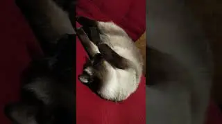 Кот Эверест отдыхает