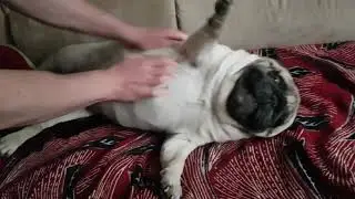 мопс любит чесаться