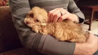 Pumpkin the Little Red Havanese Puppy Cuddling and Playing