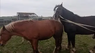 📹 Semental Corindón caballos Encuentro de primavera con yeguas Cavalos horses,