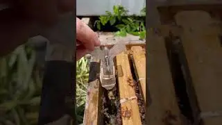 Bee Roll from the Washing Machine