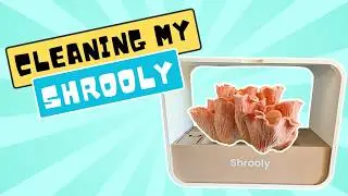 Step-by-Step: How to Clean Your Shrooly for Optimal Mushroom Growth
