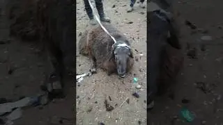 Bunaqasini ko'rmagansiz  Бунақасини кўрмагансиз