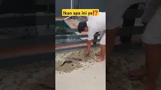 ini ikan apa ya⁉️#shorts #short #lucu #viral