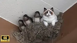 CATS and ANIMALS Awesome Friendship